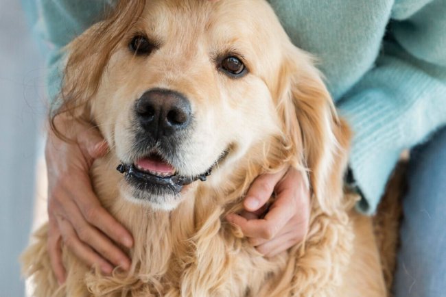 Top 10 Pet Insurance Providers in San Francisco: A Comprehensive Guide