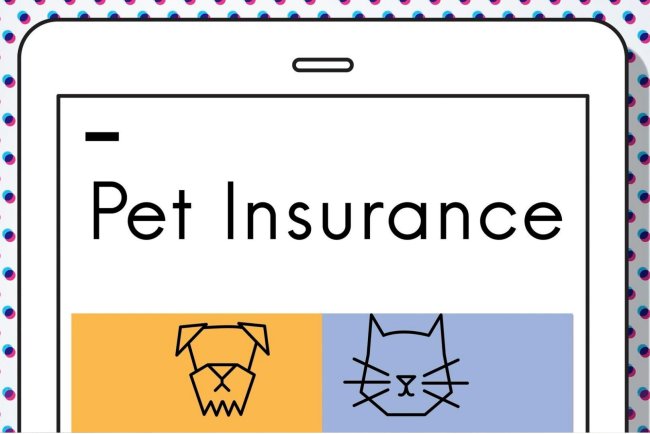 Top 10 Pet Insurance Providers in San Antonio A Comprehensive Guide