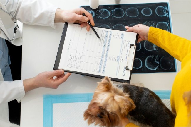 Top 10 Pet Insurance Providers in Houston