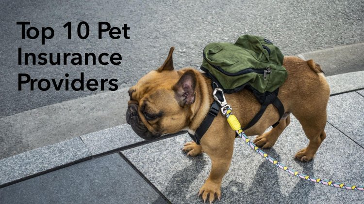 Top 10 Pet Insurance Providers in Boston