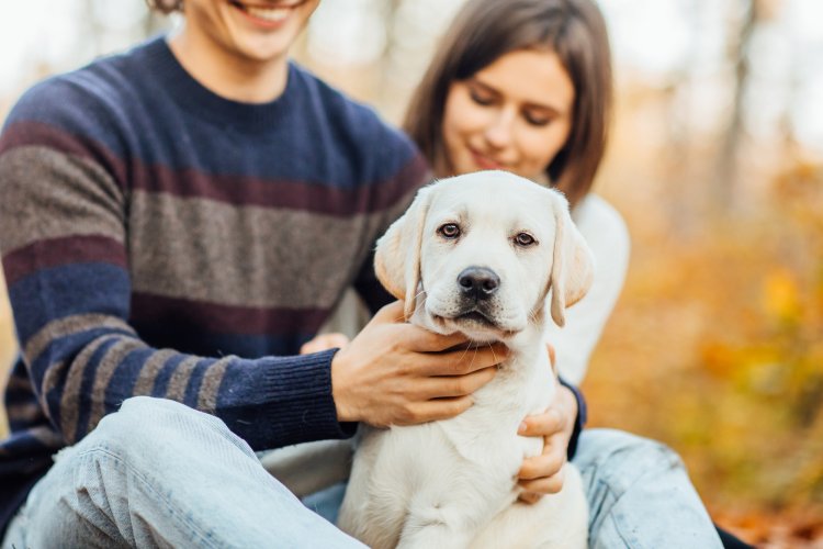 Top 10 Pet Insurance Providers in Phoenix