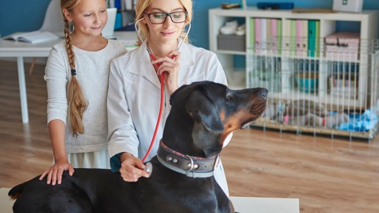 Top 10 Pet Insurance Providers in New York