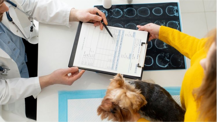 Top 10 Pet Insurance Providers in Houston